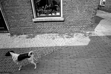 830217 Afbeelding van een aangelijnde hond in de Boogstraat (Zeven Steegjes) te Utrecht.